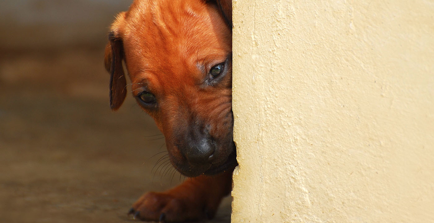 Situações de estresse em cães e gatos como acalmar seu amigão Konig